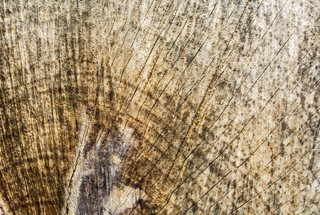 Texture severed colon old plane tree.の写真素材