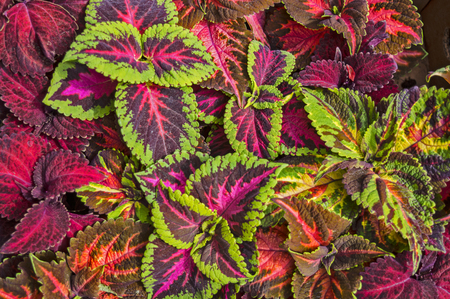Decorative nettle exposed for sale in the market.の写真素材