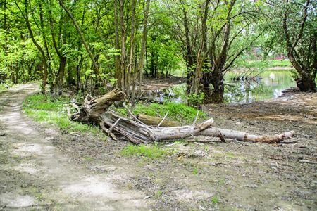 Part of the tree of wood lying in the grass and ruin.