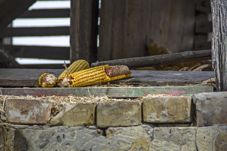 Several corn cob standing in the doorway of the old village barn.