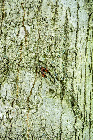 The bark on old wood, carved with age.の写真素材