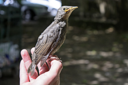 Cub birds blackbird in human hands.の写真素材