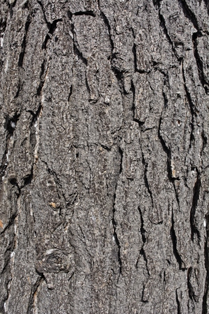 The bark on old wood, carved with age.の写真素材