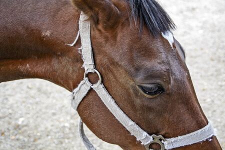 The head and eye beautiful brown horse.