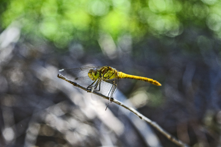 Yellow Dragonfly standing on the border of the garden.の写真素材