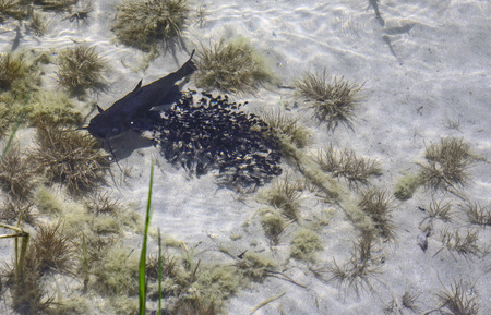Mother catfish guard and protect young fish from predators.の写真素材