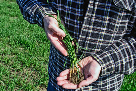 Farmer in the field check the quality of the wound wheat.の写真素材