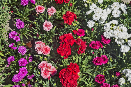 Carnation seedlings flowers in pots exposed for sale at the market in Serbia.の写真素材