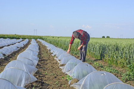 Farmer in his field controls the development of seedlings watermelon and melon under plastic...