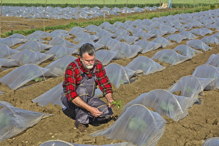 Farmer controls the planting of watermelons and melons under protective plastic greenhouses.