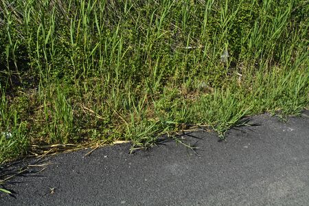 A new asphalt road through which the grass comes out. Nature is a miracle.の写真素材