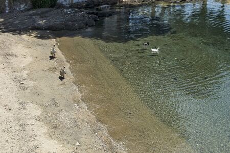 Ducks and geese in the sea in a small cove swim at the distance of each other.の写真素材