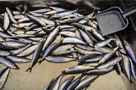 Sardines on the market in Greece are waiting for customers.