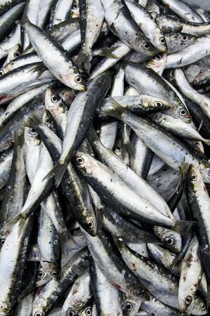 Sardines on the market in Greece are waiting for customers.の写真素材
