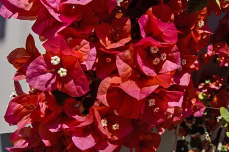 Red beautiful flowers of purple Bugenville on the background decorative fence in Greece.