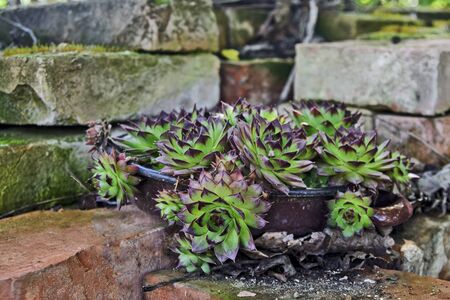 A plant called Common houseleek that grows in many places and yards. People believe in its healing and protective properties.の写真素材