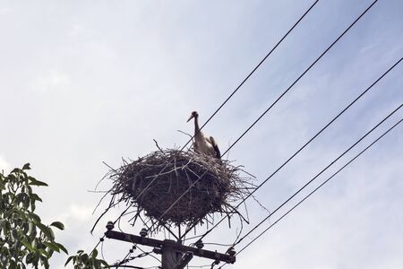 The stork resides and breeds young in a nest made by humans on a pole of electricity.