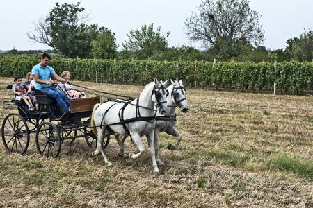 ARADAC, SERBIA, September 07, 2019. Traditional celebration of the beginning of grape harvesting that takes place every year at the beginning of September.Carriage rides next to vineyards.のeditorial素材