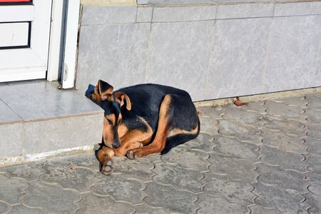 A street dog sleeps on the step shops lit by the winter sun.のeditorial素材