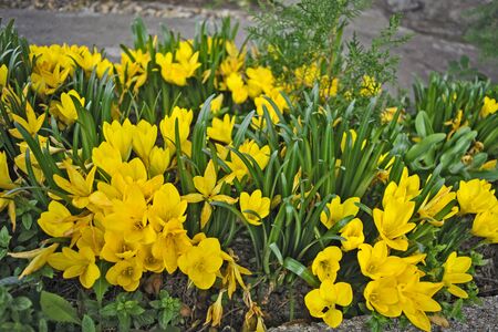 A beautiful bouquet of yellow saffron in autumn garden.のeditorial素材