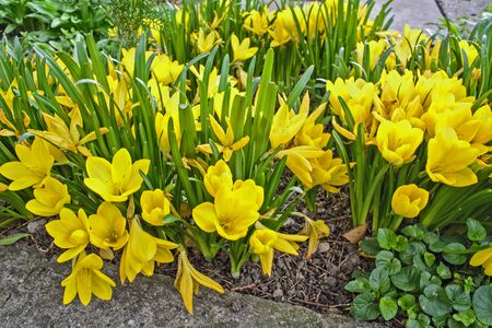 A beautiful bouquet of yellow saffron in autumn garden.のeditorial素材