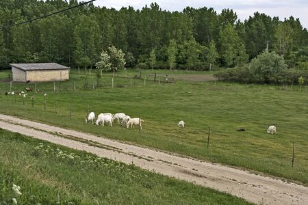 Group of domestic goats grazing in a fenced area on pasture.