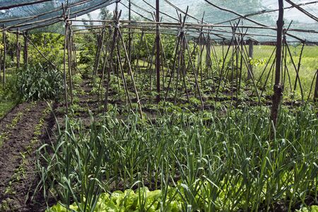 Part of a rural garden with early vegetables under a protective net. Network protection from direct...