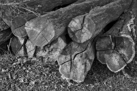 Long-cut logs in the village await further processing and use.の写真素材