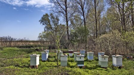 Forest with hives and bees in early spring.