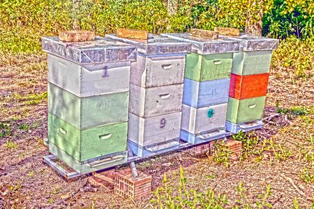 Forest with hives and bees in early spring.