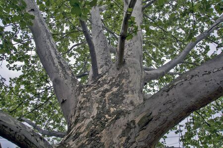 A large branched tree of the old Platanus, which creates a nice shade.