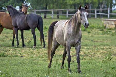 A group of young horses grazing in the evening. Horses are grown on a horse stud farm.の写真素材