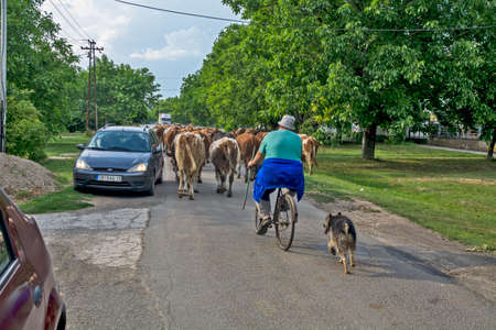 Elemir, Serbia, June 7, 2020. A larger group of domestic cows returning from all-day grazing to their addresses. Cows accompanied by shepherds and dogs enter their yards.のeditorial素材