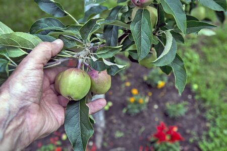 Beautiful young apples growing on a tree. The farmer visits the orchard and checks the quality of...