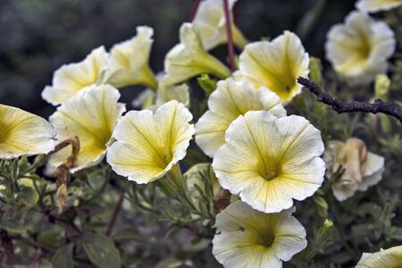 Beautiful ornamental plants Petunia flower adorn the rural household.の写真素材