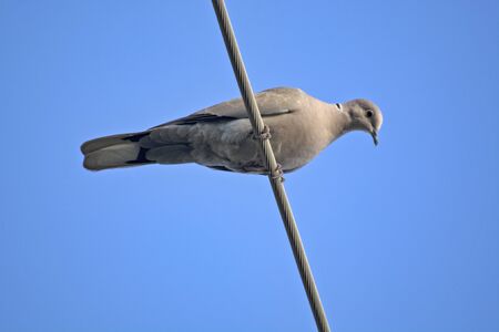 A lone dove stands on an electric wire and observes the surroundings.
