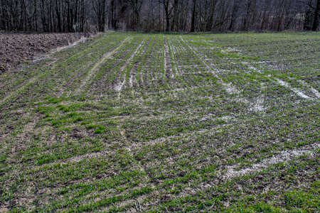 A field under a crop that has just emerged full of water after heavy rain. Black clouds announce more rain..の写真素材