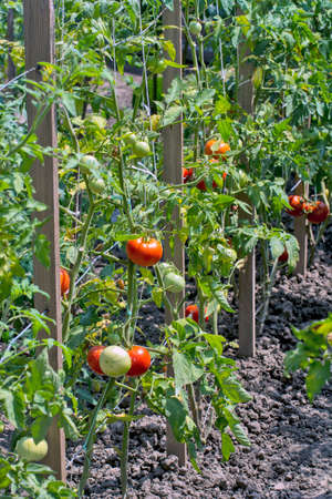 Nice ripe tomato on a stalk. A tomato that has ripened and will be picked during the day.の写真素材