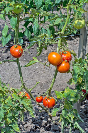 Nice ripe tomato on a stalk. A tomato that has ripened and will be picked during the day.の写真素材