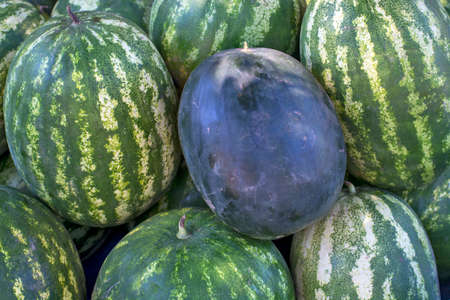Sale of beautiful and sweet watermelons from the farm. The sale takes place in a certain place on the open market.の写真素材