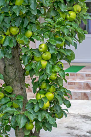 A beautiful and healthy green apple tree on a tree. The tree is the decoration of an otherwise beautiful and well-kept yard.の写真素材