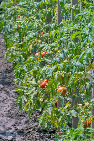 Nice ripe tomato on a stalk. A tomato that has ripened and will be picked during the day.の写真素材