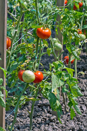 Nice ripe tomato on a stalk. A tomato that has ripened and will be picked during the day.の写真素材