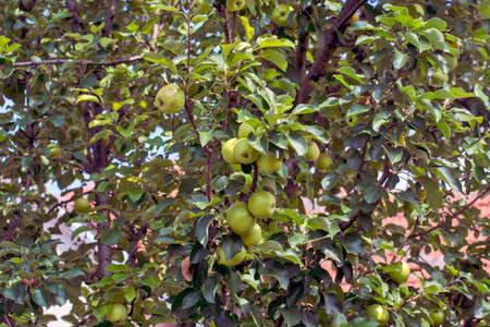 A beautiful and healthy green apple tree on a tree. The tree is the decoration of an otherwise beautiful and well-kept yard.の写真素材