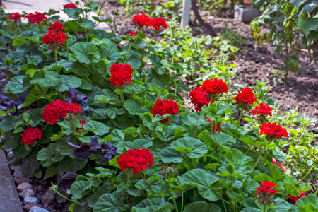 Beautiful blooming red pelargonium in the open yard. These flowers are the decoration of the garden.の写真素材