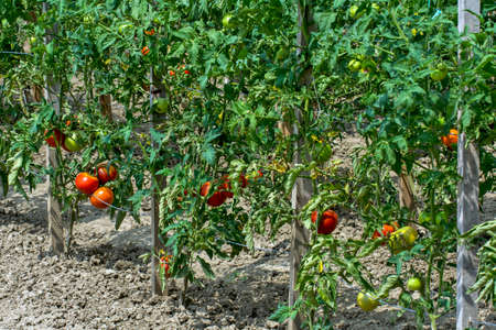 Nice ripe tomato on a stalk. A tomato that has ripened and will be picked during the day.の写真素材