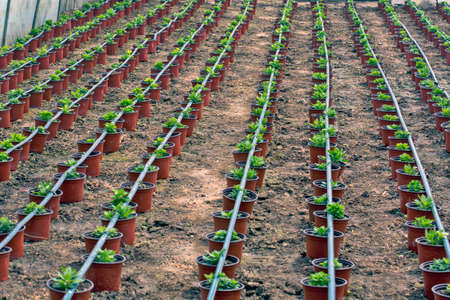 Preparation of seedlings for winter roses in pots. The greenhouse provides them with optimal conditions for development.の写真素材