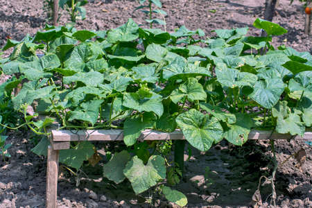 Garden in the yard with a cucumber plantation for own needs.の写真素材