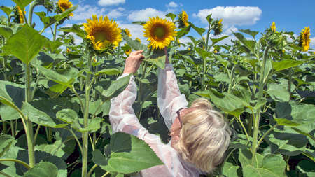 In the open field plantation of a newly blossoming sunflower, a female agronomist controls the quality of the plant.の写真素材