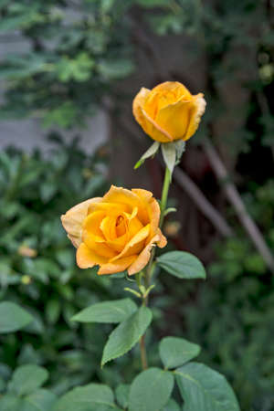 A beautiful yellow rose that, by its look and smell, is a garden decoration.の写真素材
